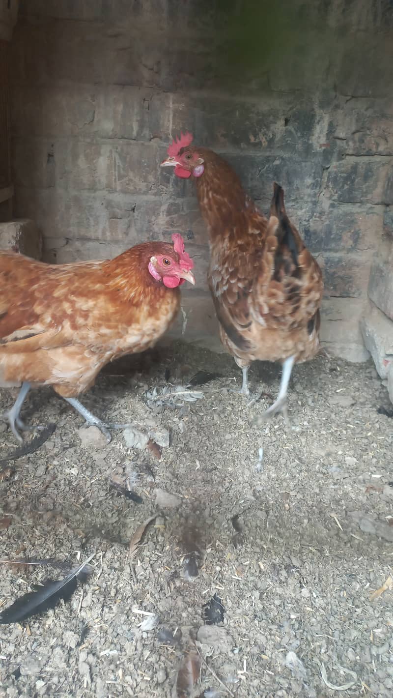 Desi Hens for sale Egg Laying 2