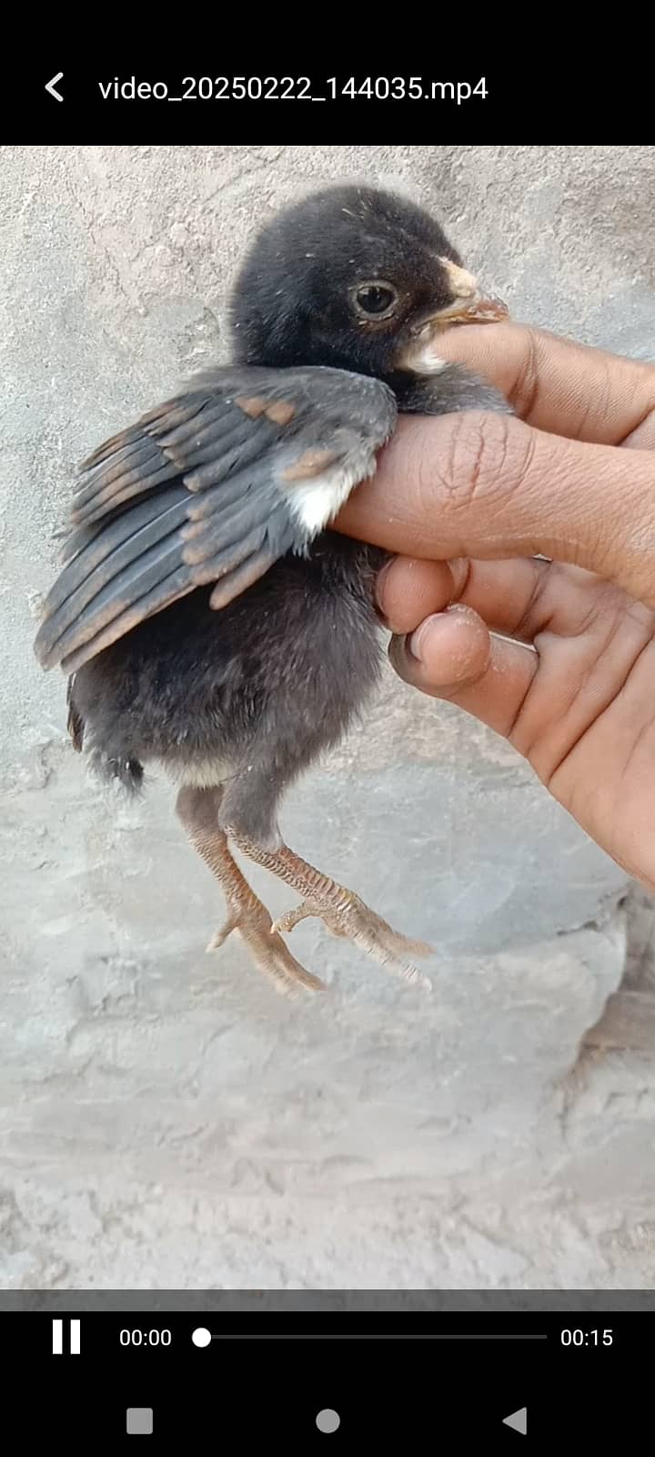 Aseel chicks Pakistani blue eye chicks 0