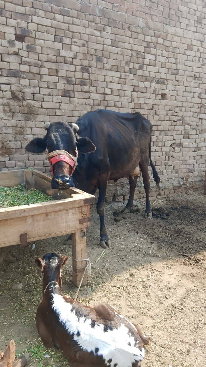 Jearsy Friesian cow /Jearsy frizan cross /American /wacha /Gaee/گائے 1