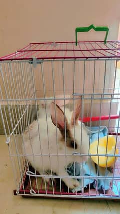 Rabbit pair for sale location Korangi 0311.000. 94.66