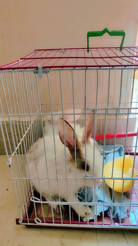 Rabbit pair for sale location Korangi 0311.000. 94.66 0