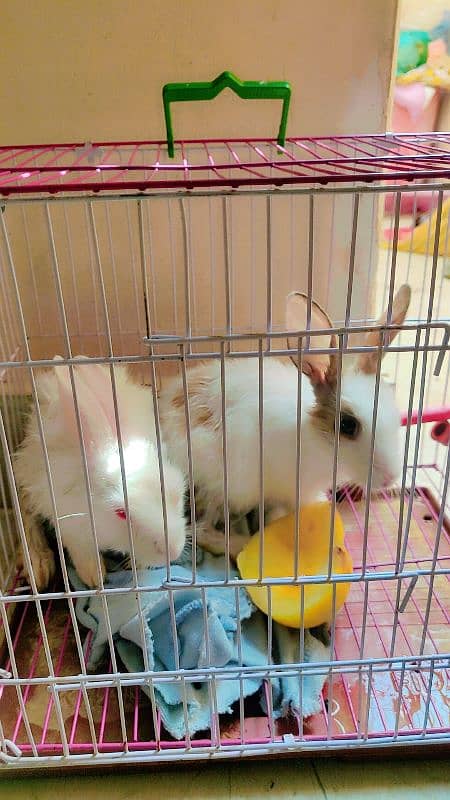 Rabbit pair for sale location Korangi 0311.000. 94.66 1