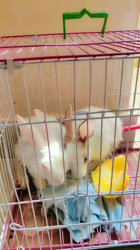 Rabbit pair for sale location Korangi 0311.000. 94.66 2