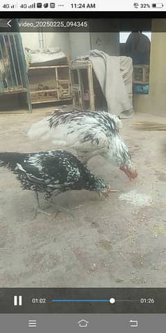 aseel pair for sale