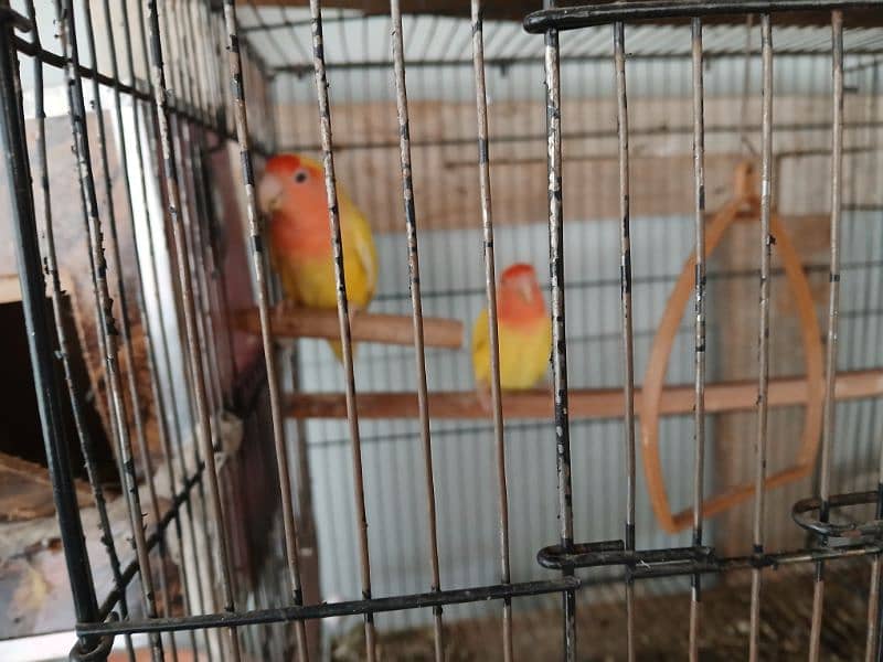 2 pair of Love Birds with Cage 1