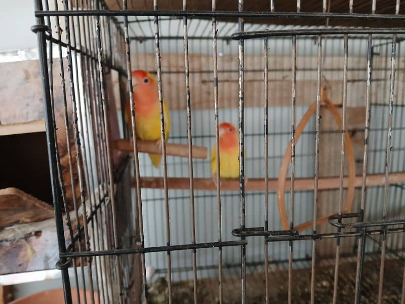 2 pair of Love Birds with Cage 2