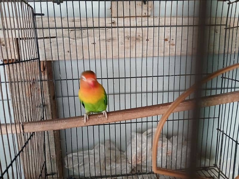 2 pair of Love Birds with Cage 3