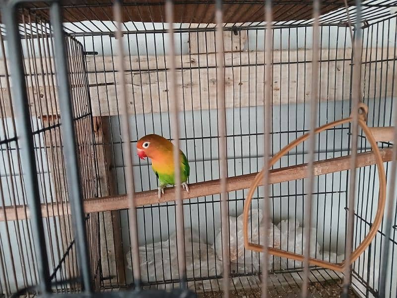 2 pair of Love Birds with Cage 4