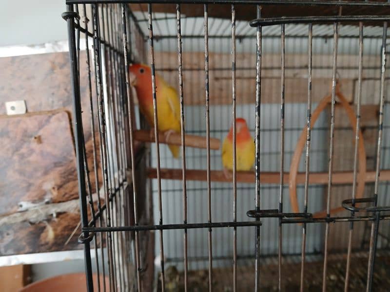 2 pair of Love Birds with Cage 5