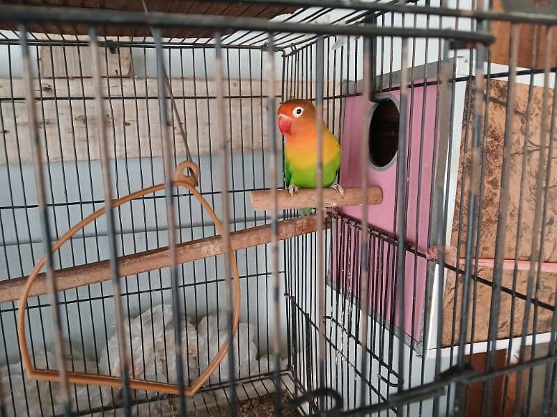 2 pair of Love Birds with Cage 6