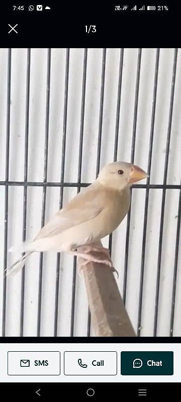 Fawn jawa / Love birds mix available 0