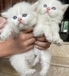 white blue eyes semi punch Persian kittens,final price of pair 24k