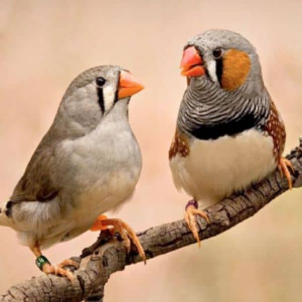 zabra finches 0