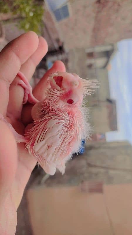 Eino Cockatiel Babies For Handtame Red Eye 0