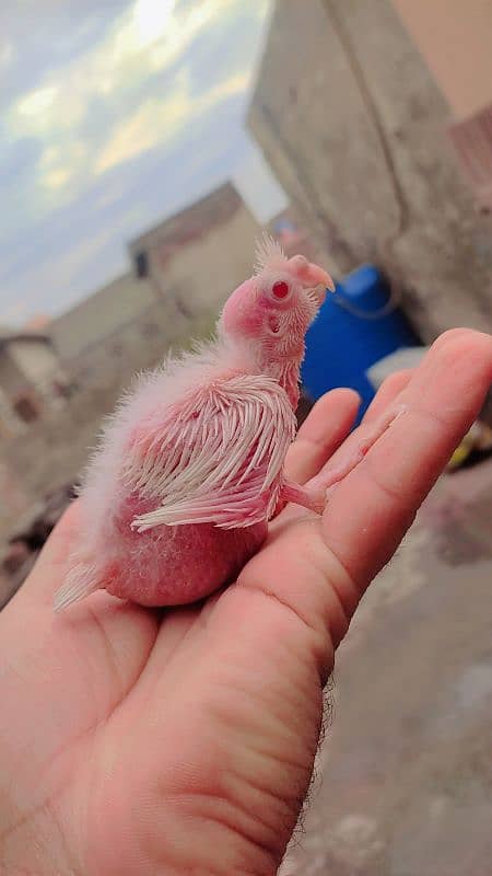 Eino Cockatiel Babies For Handtame Red Eye 4