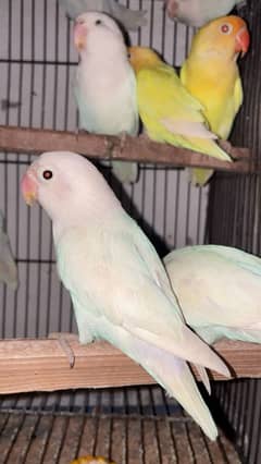 Breeder Pair Albino, Cremino, Decino, Parblue Lovebirds