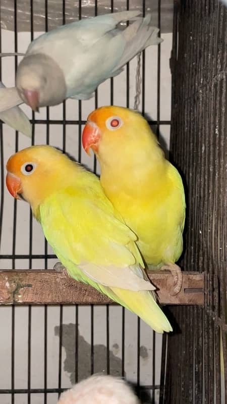 Breeder Pair Albino, Cremino, Decino, Parblue Lovebirds 1