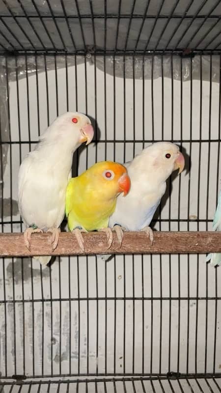 Breeder Pair Albino, Cremino, Decino, Parblue Lovebirds 2