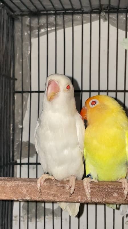 Breeder Pair Albino, Cremino, Decino, Parblue Lovebirds 3