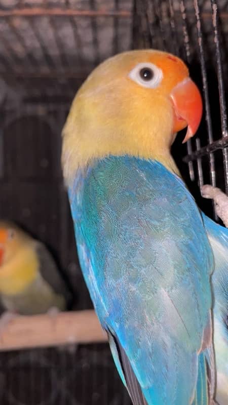 Breeder Pair Albino, Cremino, Decino, Parblue Lovebirds 4