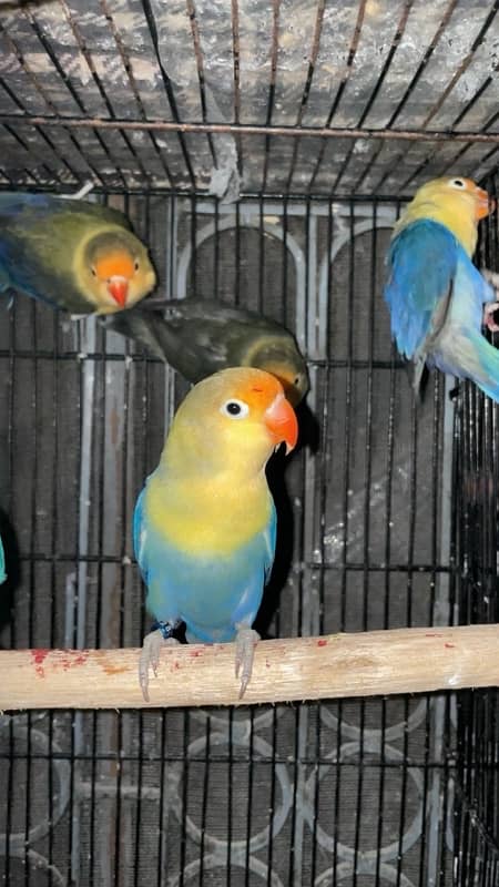 Breeder Pair Albino, Cremino, Decino, Parblue Lovebirds 5