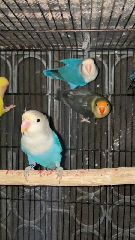 Breeder Pair Albino, Cremino, Decino, Parblue Lovebirds 6