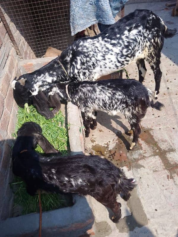 Desi bakri or Sath 2 bakriyan 4 month ki 0