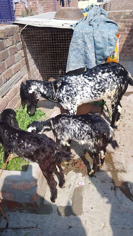 Desi bakri or Sath 2 bakriyan 4 month ki 3