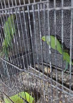 Ringneck Breeder Pair With History