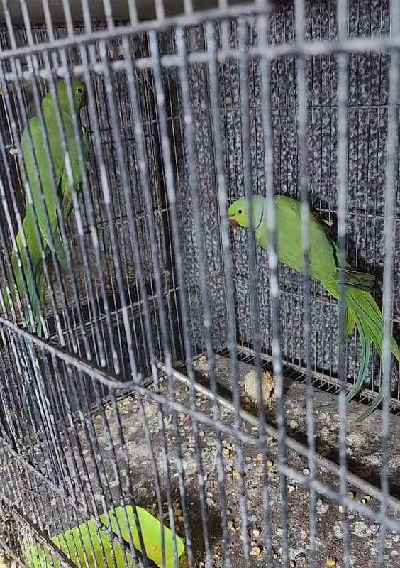 Ringneck Breeder Pair With History 0