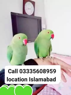 Single 6500 Hand Tamed Friendly Green Ring Neck Parrots Male/Female