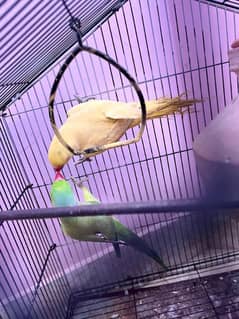 Ringneck pair for sale Price 17k