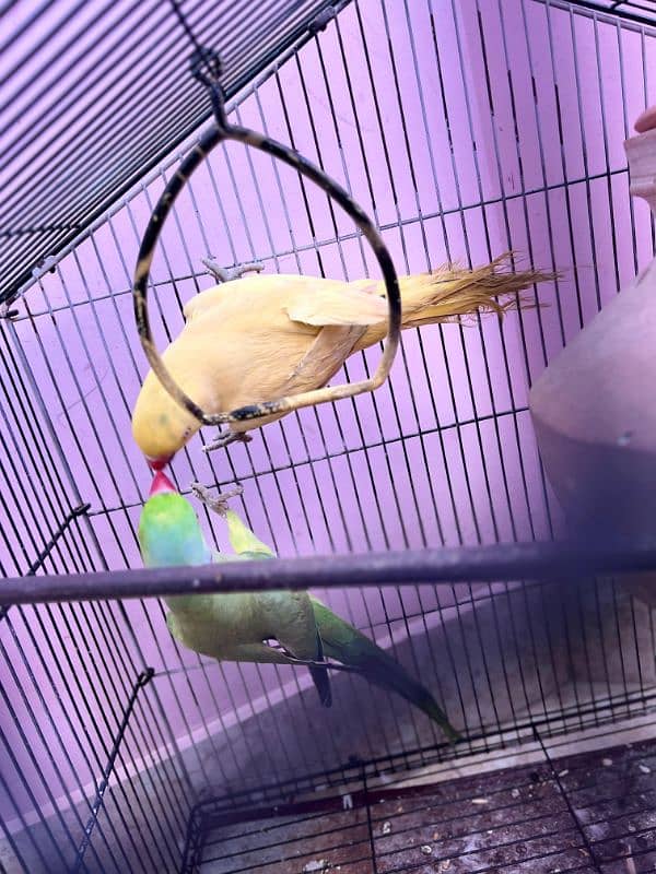 Ringneck pair for sale Price 17k 0