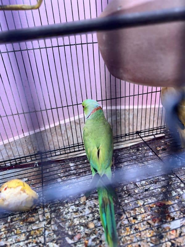 Ringneck pair for sale Price 17k 2