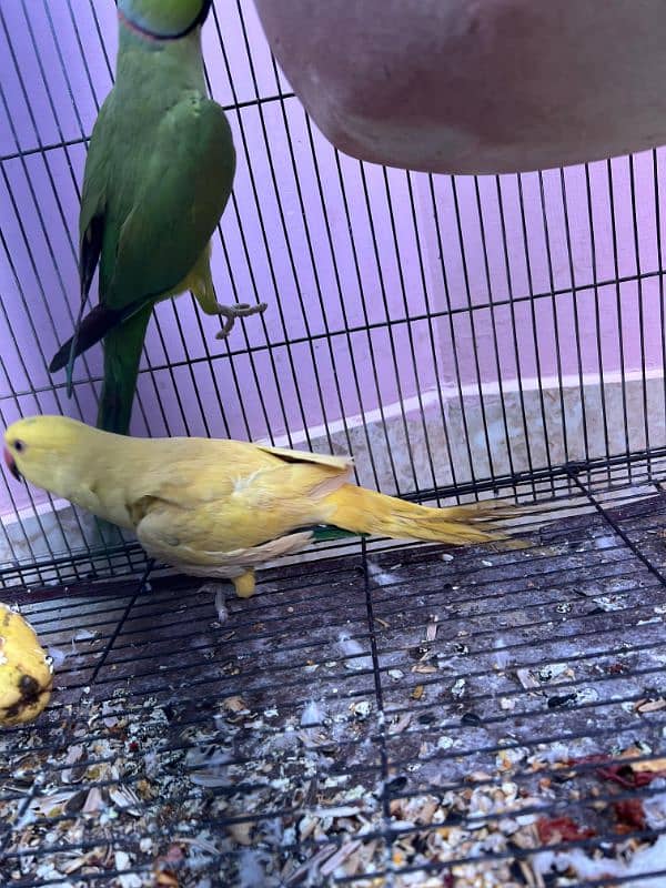 Ringneck pair for sale Price 17k 3