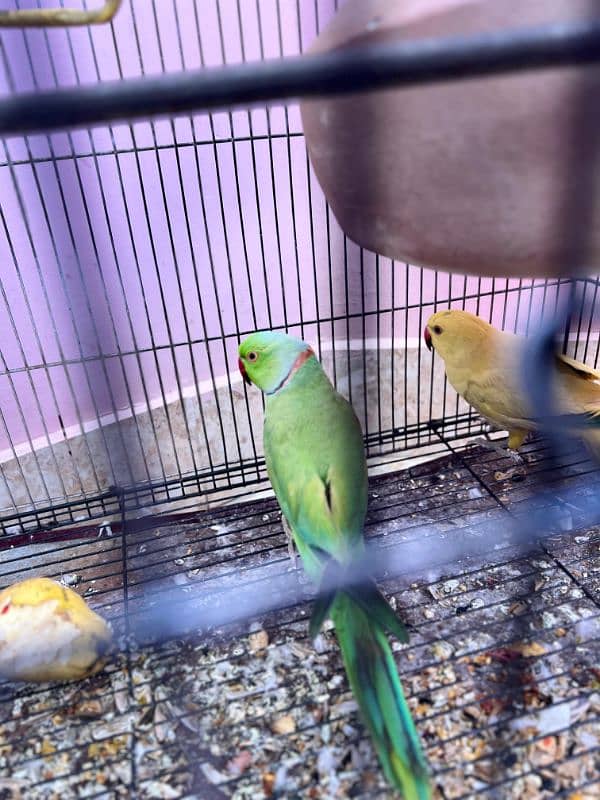 Ringneck pair for sale Price 17k 4