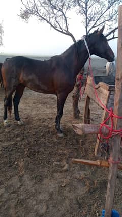 Horse | Brown Horse | Imported Mix Horse |