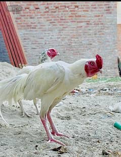 Pure Heera Male With Heera female Beautiful pair