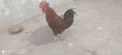 Cock hen