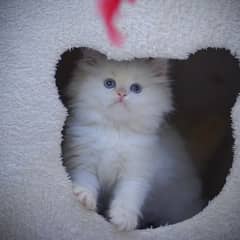 Persian Kittens | Grey Kittens | Triple coated Kitten | White Kitten