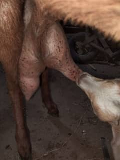 beautiful dudh wali desi bakri and baby female 1 mouth age for sale