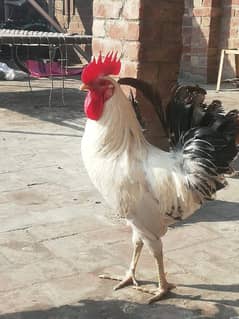 desi cock hens