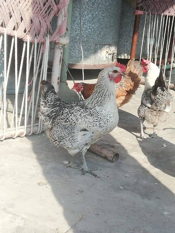 desi cock hens 1