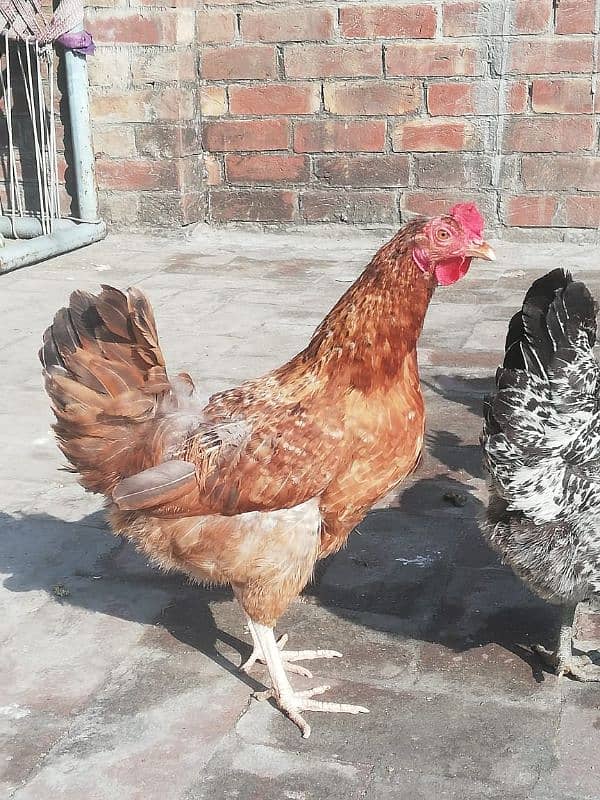 desi cock hens 2