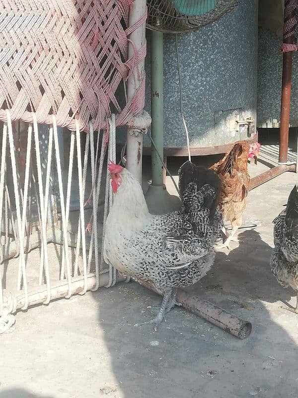 desi cock hens 4