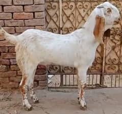 White Makhi cheena Bakra for sale