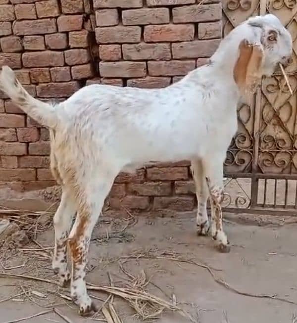 White Makhi cheena Bakra for sale 1