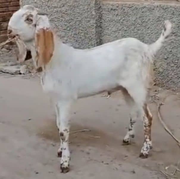 White Makhi cheena Bakra for sale 2