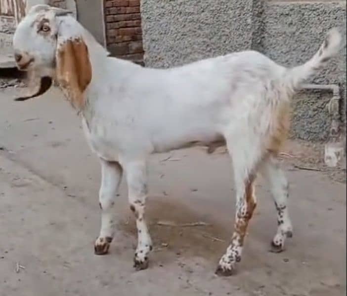 White Makhi cheena Bakra for sale 3