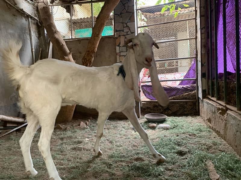 female goat for sale 2